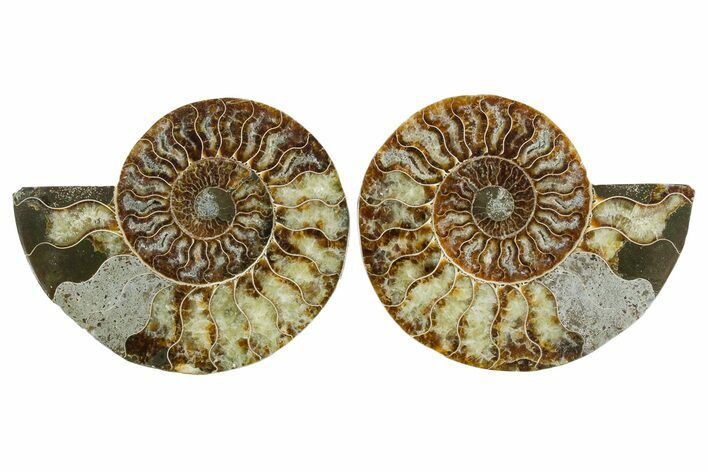 Cut & Polished Crystal-Filled Ammonite Fossil - Madagascar #354114